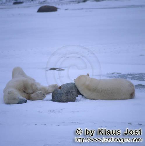 Eisbär/Polar Bear/Ursus maritimus        Eisbären siesta         Nanook nennen die Inuit