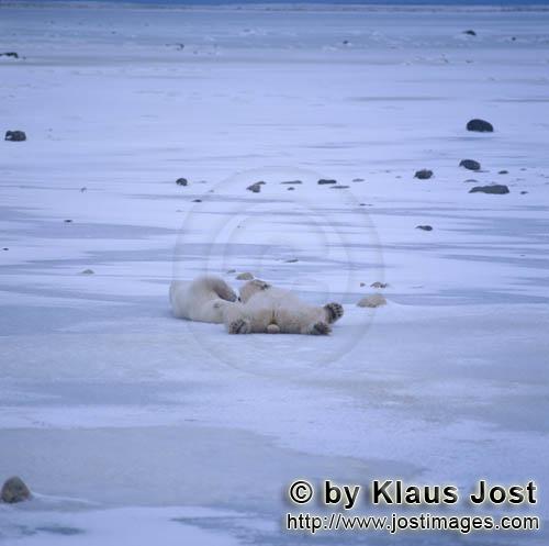 Eisbaer/Polar Bear/Ursus maritimus        Entspannte Eisbaeren in der Hudson Bay        Der Eisba