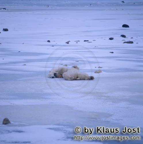 Eisbär/Polar Bear/Ursus maritimus        Eisbären - Entspannung pur        Nanook nennen di