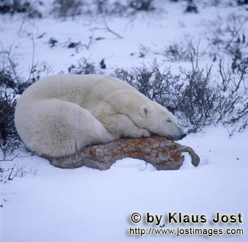 Eisbär/Polar Bear/Ursus maritimus        Eisbaer auf einem Stein in derTundra        Nanook 