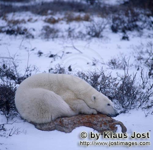 Eisbär/Polar Bear/Ursus maritimus        Müder Eisbär auf einem Tundrastein        Nanook 