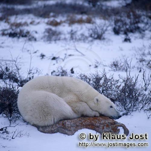 Eisbär/Polar Bear/Ursus maritimus        Eisbär auf einem Tundrastein        Nanook nennen 