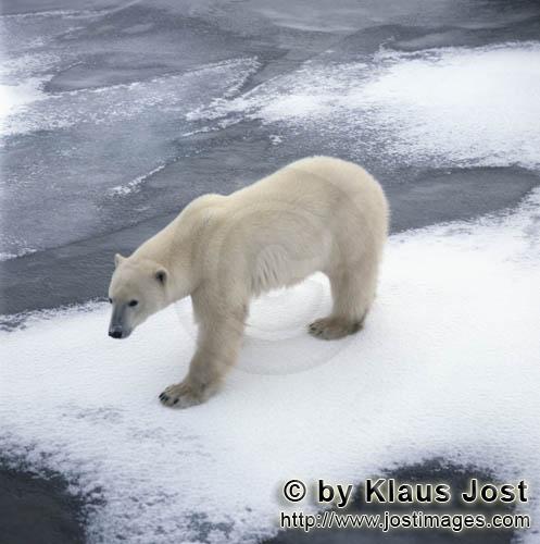 Eisbär/Polar Bear/Ursus maritimus        Eisbär an der Küste        Der Eisbär mit dem wi