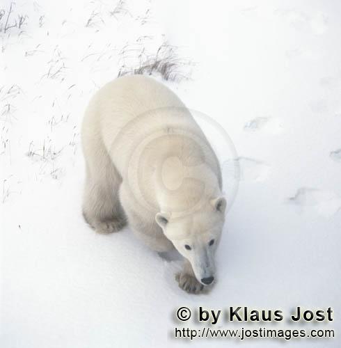 Eisbaer/Polar Bear/Ursus maritimus        Eisbär in der Eiswüste        Nanook nennen die <