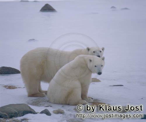 Eisbär/Polar Bear/Ursus maritimus        Eisbärin und Jungbär        Nanook nennen die 