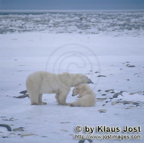 Eisbär/Polar Bear/Ursus maritimus        Geduldige Eisbären        Nanook nennen die Inu