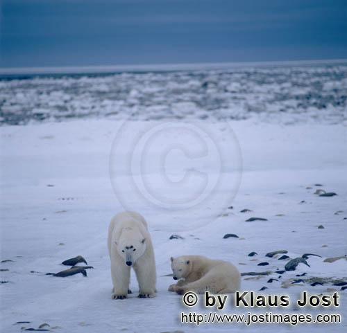Eisbär/Polar Bear/Ursus maritimus        Eisbären in der arktischen Weite        Nanook nen