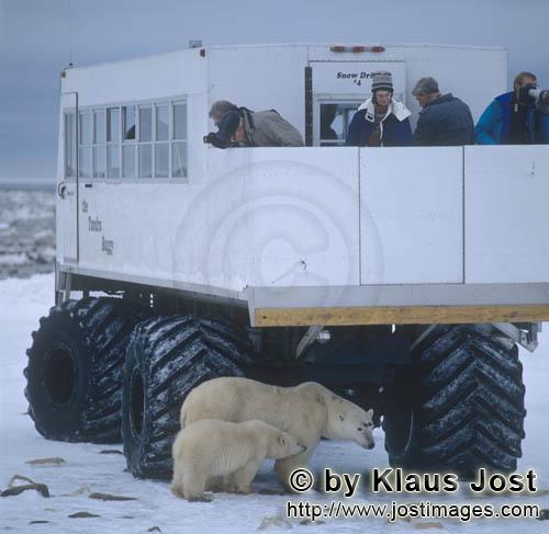 Eisbär/Polar Bear/Ursus maritimus        Eisbären unter dem Tundra Buggy        Nanook nenn