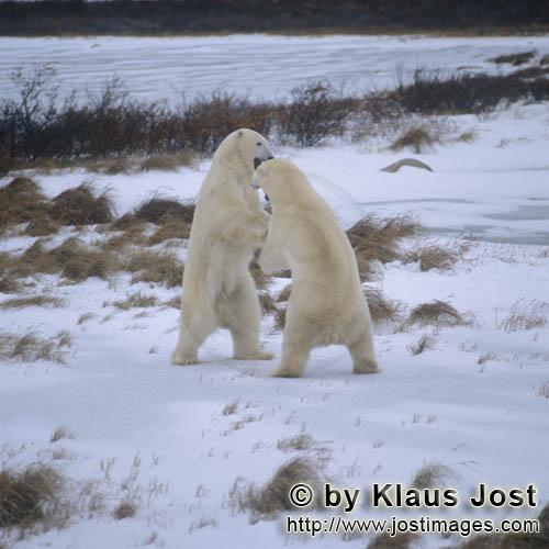 Eisbaer/Polar Bear/Ursus maritimus        Kaempfende Eisbaeren in der Hudson Bay        Der Eisba