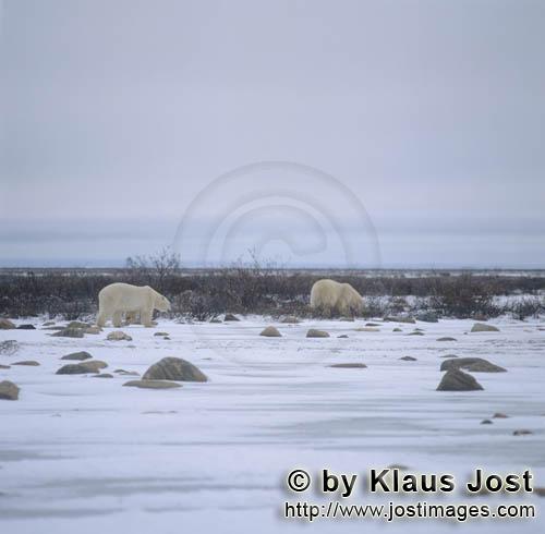Eisbaer/Polar Bear/Ursus maritimus        Eisbaeren in der Tundra        Der Eisbaer mit dem 