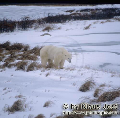 Eisbär/Polar Bear/Ursus maritimus        Eisbär unterwegs in der Tundra        Nanook nenne