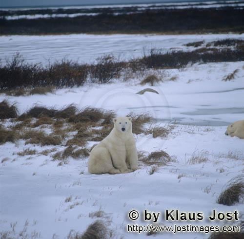 Eisbaer/Polar Bear/Ursus maritimus        Eisbaeren in der Hudson Bay        Der Eisbaer mit 