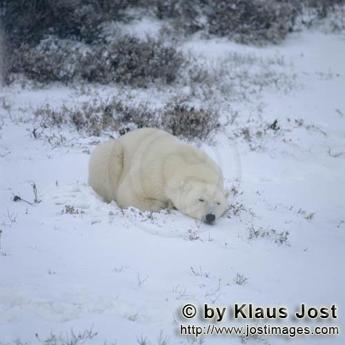 Eisbaer/Polar Bear/Ursus maritimus        Entspannter Eisbaer in der Hudson Bay        Der Eisbae