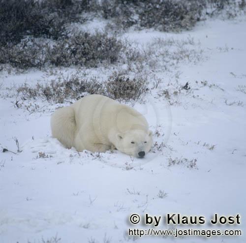 Eisb#är/Polar Bear/Ursus maritimus        Entspannter Eisbär        Nanook nennen die In