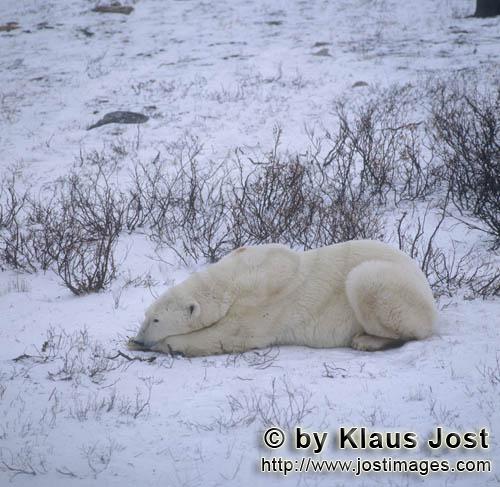 Eisbär/Polar Bear/Ursus maritimus        Liegender Eisbaer in der Tundra        Nanook nenne