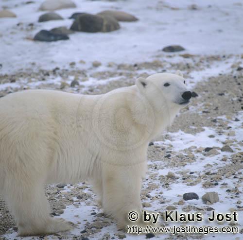 Eisbär/Polar Bear/Ursus maritimus        Eisbär Ursus maritimus in der Tundra        Nanook