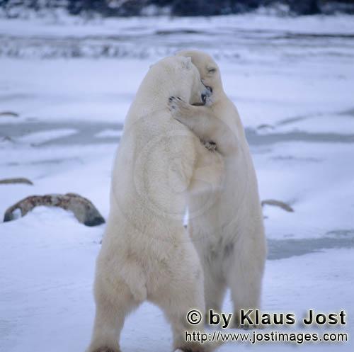Eisbär/Polar Bear/Ursus maritimus        Kämpfende Eisbären        Nanook nennen die In
