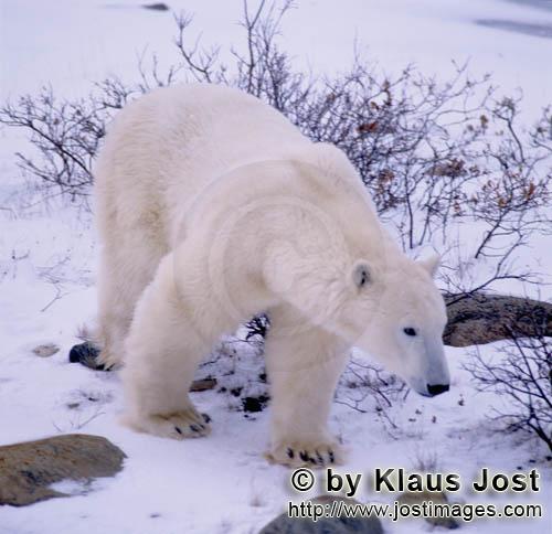 Eisbär/Polar Bear/Ursus maritimus        Eisbär        Nanook nennen die Inuit den <