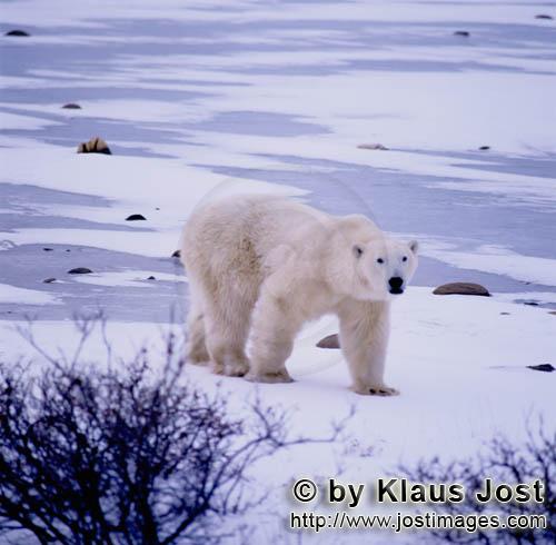 Eisbär/Polar Bear/Ursus maritimus        Eisbär durchstreift die Tundra        Nanook nenne