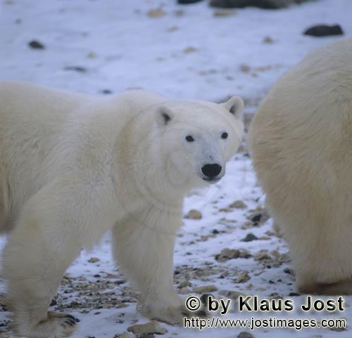 Eisbaer/Polar Bear/Ursus maritimus        Eisbären in der riesigen Hudson Bay         Nanook
