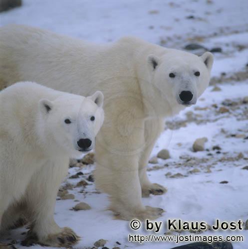 Eisbär/Polar Bear/Ursus maritimus        Auge in Auge mit zwei Eisbären in der Hudson Bay        <