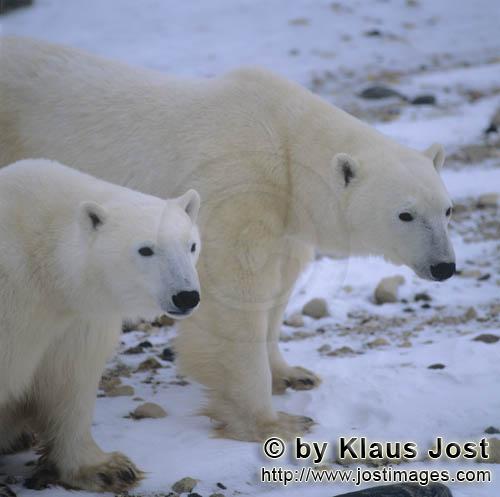 Eisbär/Polar Bear/Ursus maritimus        Zwei Eisbären        Nanook nennen die Inuit</b