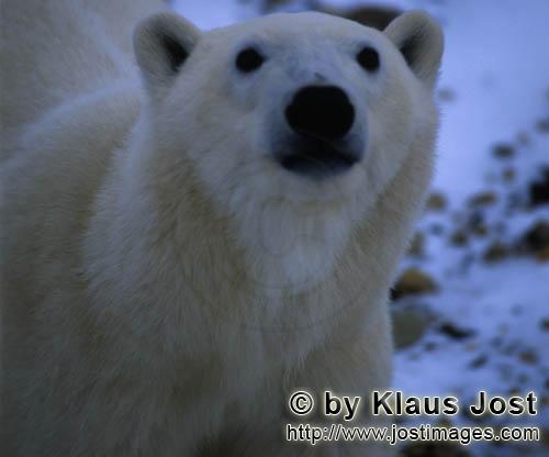 Eisbär/Polar Bear/Ursus maritimus        Eisbär Porträt        Nanook nennen die Inuit<
