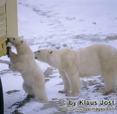 Eisbär/Polar Bear/Ursus maritimus        Eisbären am Tundra Buggy        Der Eisbaer mit de