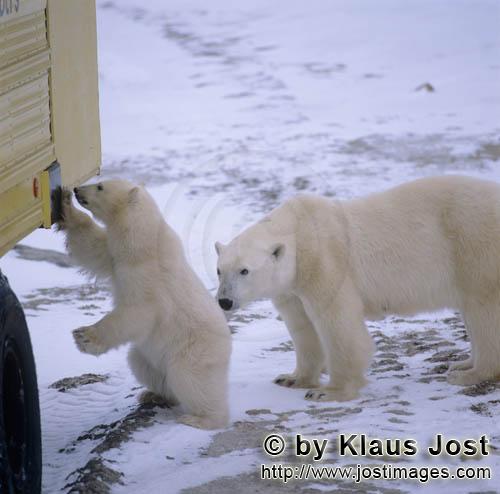 Eisbär/Polar Bear/Ursus maritimus        Eisbaeren untersuchen den Tundra Buggy        Nanook</b