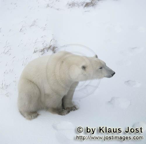 Eisbär/Polar Bear/Ursus maritimus        Eisbär in der Arktis        Der Eisbaer mit dem wi
