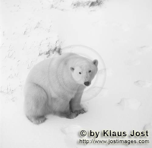 Eisbär/Polar Bear/Ursus maritimus        Eisbär in der Tundra        Nanook nennen die I