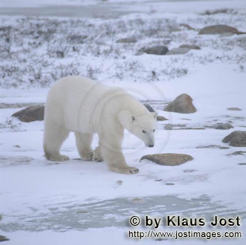 Eisbär/Polar Bear/Ursus maritimus        Eisbär in der Eisbär in der Kältewüste        Nanoo