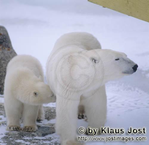 Eisbär/Polar Bear/Ursus maritimus        Eisbärin mit Jungbär in der Hudson Bay        Der Eis
