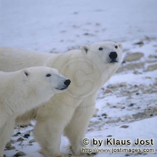 Eisbär/Polar Bear/Ursus maritimus        Eisbären in der Tundra        Der Eisbaer mit dem 