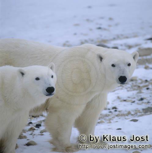 Polar Bear/Ursus maritimus        Eisbären        Der Eisbaer mit dem wissenschaftlichen Nam