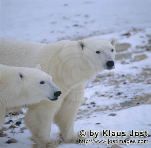 Eisbär/Polar Bear/Ursus maritimus        Eisbärin mit Jungbär        Der Eisbaer mit dem w