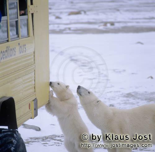 Eisbär/Polar Bear/Ursus maritimus        Neugierige Eisbären am Tundra Buggy        Nanook 
