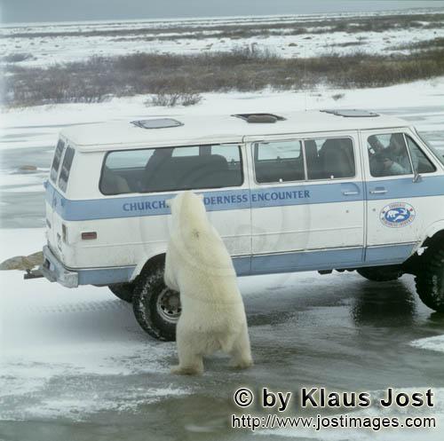 Eisbaer/Polar Bear/Ursus maritimus        Eisbär am Kleinbus        b>Nanook nennen die Inui