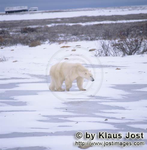 Eisbär/Polar Bear/Ursus maritimus        Eisbär in der Tundra        Nanook nennen die I
