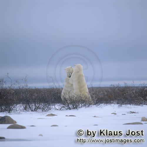 Eisbaer/Polar Bear/Ursus maritimus        Kaempfende Eisbaeren in der Hudson Bay        Der Eisba