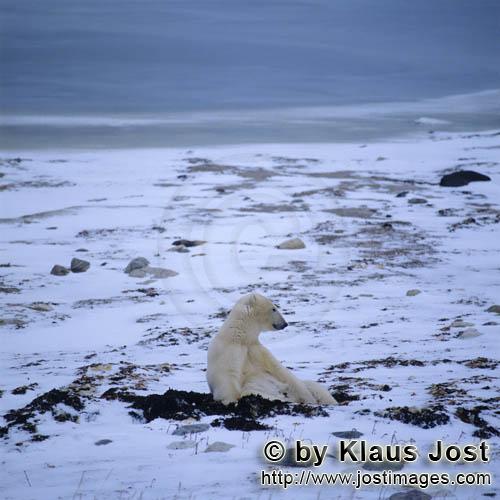 Eisbär/Polar Bear/Ursus maritimus        Eisbär in Tundralandschaft        Nanook nennen di