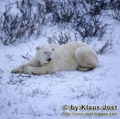 Eisbär/Polar Bear/Ursus maritimus        Ruhender Eisbär        b>Nanook nennen die Inuit</