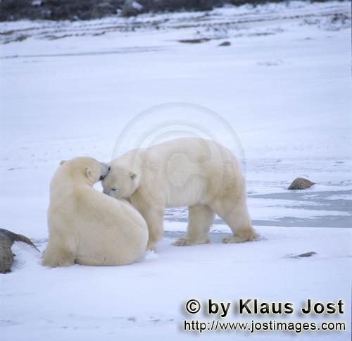 Eisbaer/Polar Bear/Ursus maritimus        Eisbaeren in der Hudson Bay        Der Eisbaer mit 
