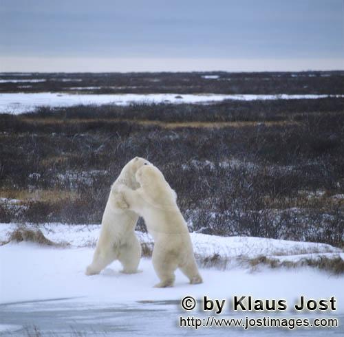 Eisbaer/Polar Bear/Ursus maritimus        Kaempfende Eisbaeren         Der Eisbaer mit dem wi