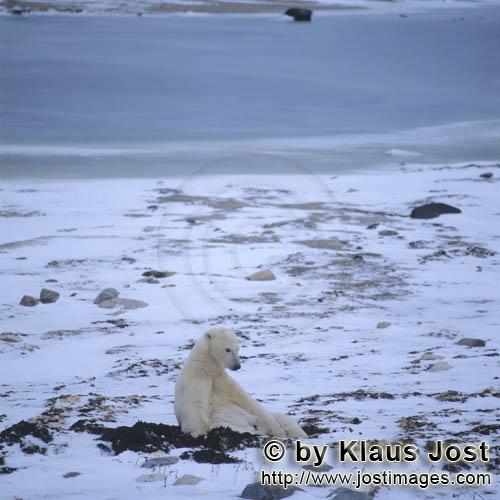 Eisbär/Polar Bear/Ursus maritimus        Ein Eisbär hat es sich bequem gemacht        Nanook</b
