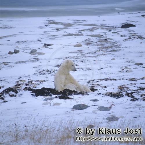 Eisbaer/Polar Bear/Ursus maritimus        Eisbaer in der Tundra         Der Eisbaer mit dem w