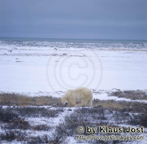 Eisbär/Polar Bear/Ursus maritimus        Eisbär an der Küste         Nanook nennen die 