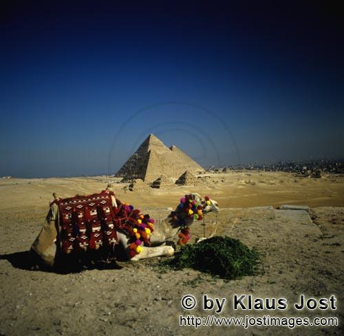 Pyramids Giza/Pyramiden Gizeh        Kamel vor den Pyramiden Mykerinos, Chephren und Cheops       