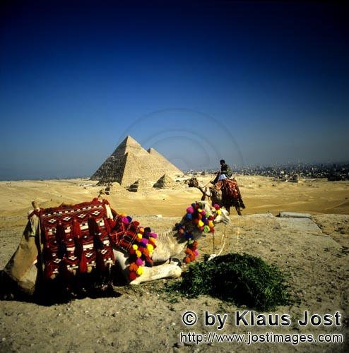 Pyramids Giza/Pyramiden Gizeh        Kamel vor den Pyramiden Mykerinos, Chephren und Cheops       