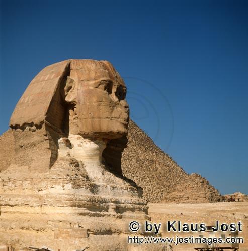 Great Sphinx of Giza /Sphinx von Gizeh        Sphinx von Gizeh        Ungefähr 350 m von der Che